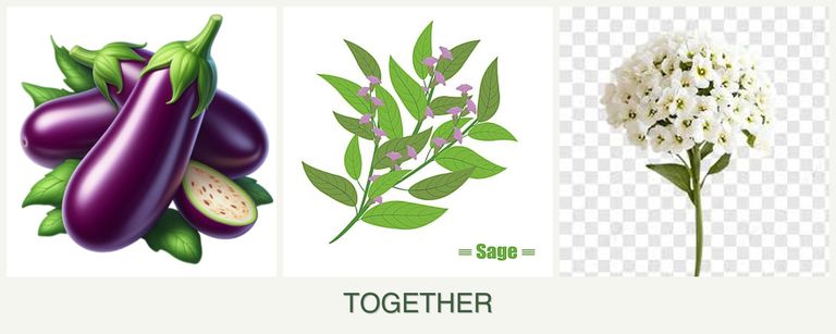 Can you plant eggplant, sage and alyssum together?