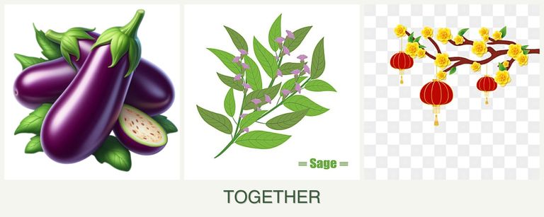 Can you plant eggplant, sage and apricots together?