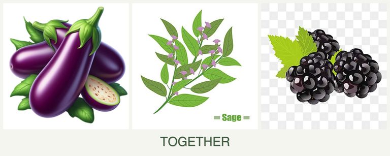 Can you plant eggplant, sage and blackberries together?