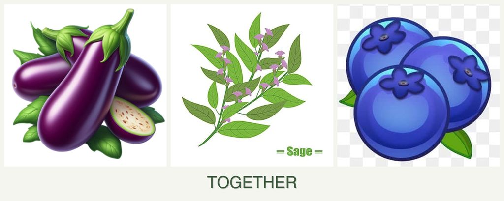 Can you plant eggplant, sage and blueberries together?