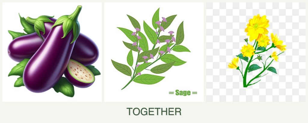 Can you plant eggplant, sage and calendula together?