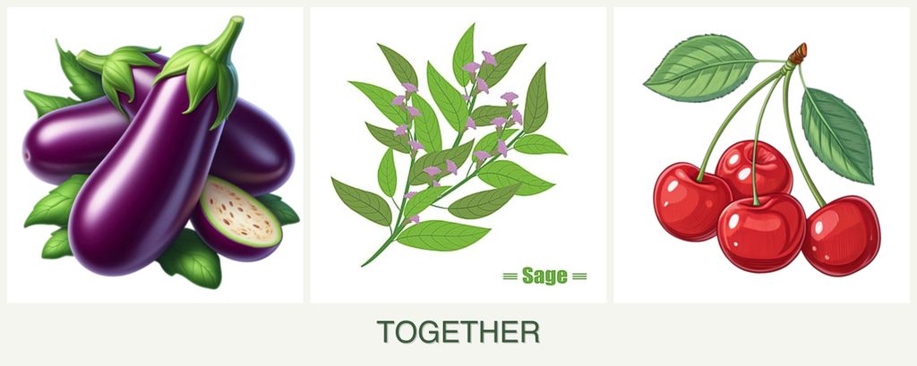Can you plant eggplant, sage and cherries together?