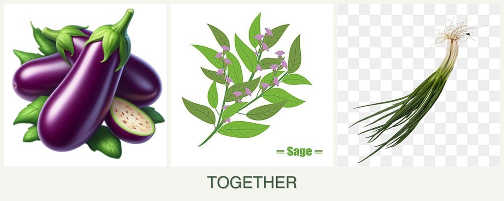 Can you plant eggplant, sage and chives together?