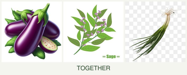 Can you plant eggplant, sage and chives together?