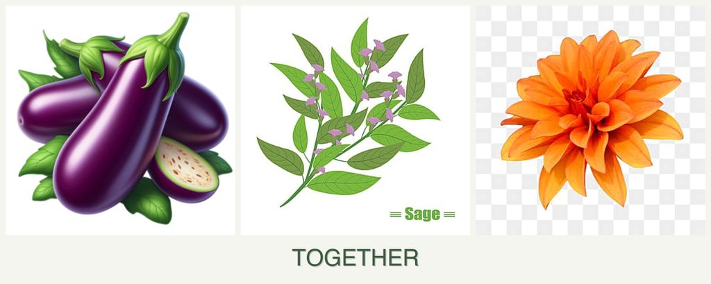 Can you plant eggplant, sage and dahlias together?