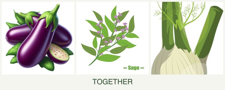 Can you plant eggplant, sage and fennel together?