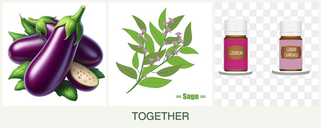 Can you plant eggplant, sage and geraniums together?