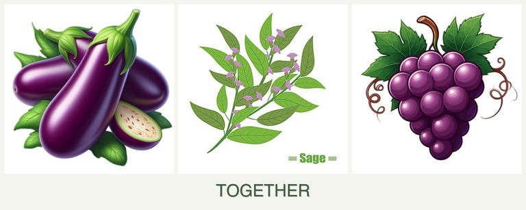 Can you plant eggplant, sage and grapes together?