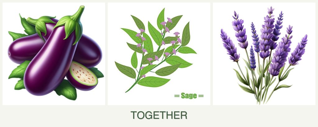 Can you plant eggplant, sage and lavender together?