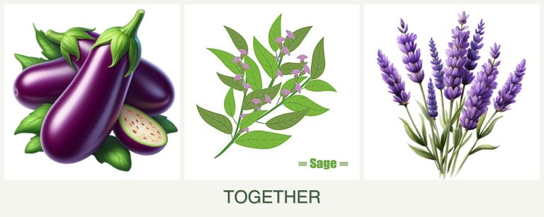 Can you plant eggplant, sage and lavender together?