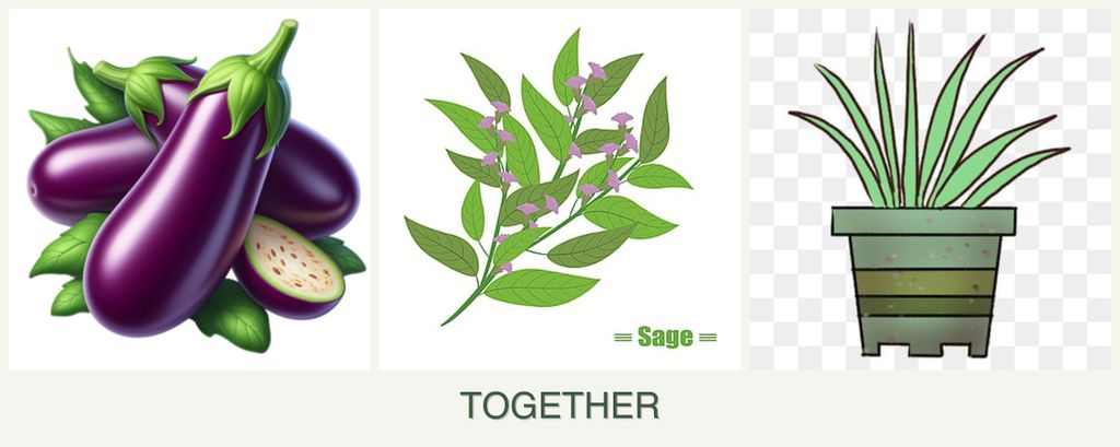 Can you plant eggplant, sage and lemongrass together?