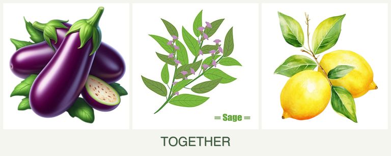 Can you plant eggplant, sage and lemons together?