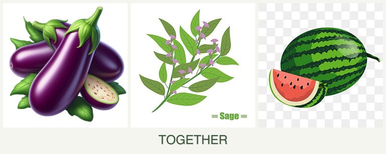Can you plant eggplant, sage and melons together?