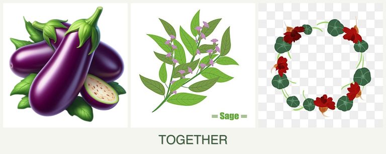 Can you plant eggplant, sage and nasturtiums together?