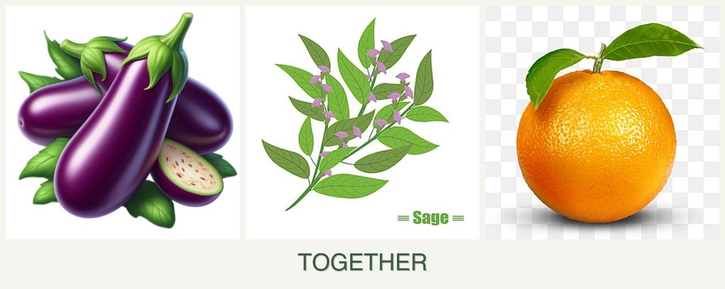 Can you plant eggplant, sage and oranges together?
