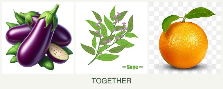 Can you plant eggplant, sage and oranges together?