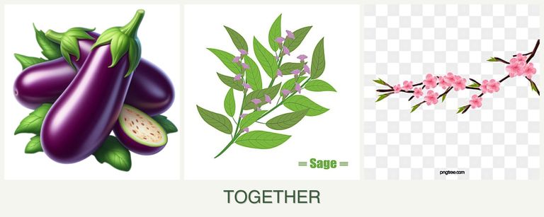 Can you plant eggplant, sage and peaches together?