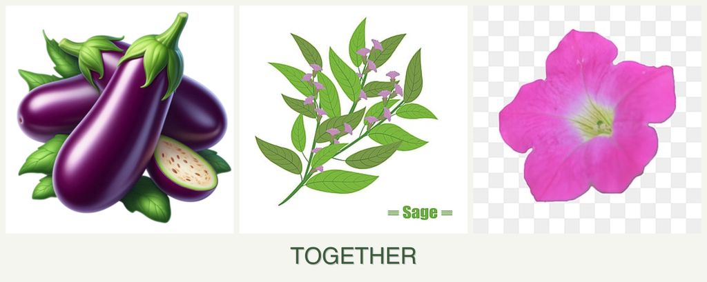 Can you plant eggplant, sage and petunias together?