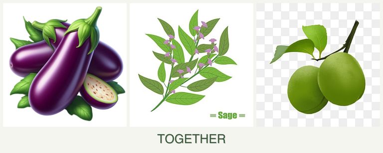 Can you plant eggplant, sage and plums together?