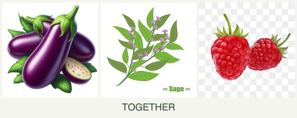 Can you plant eggplant, sage and raspberries together?