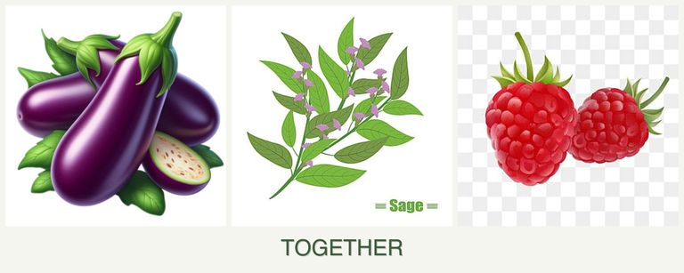 Can you plant eggplant, sage and raspberries together?