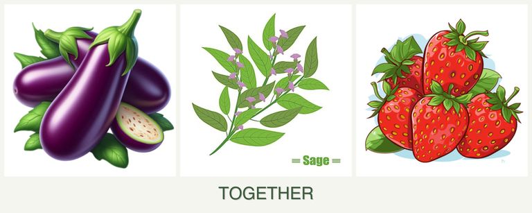 Can you plant eggplant, sage and strawberries together?