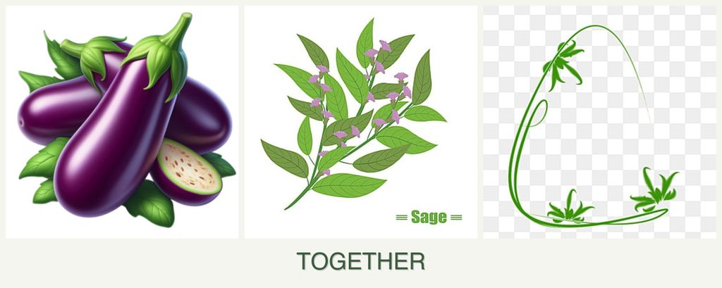 Can you plant eggplant, sage and tarragon together?