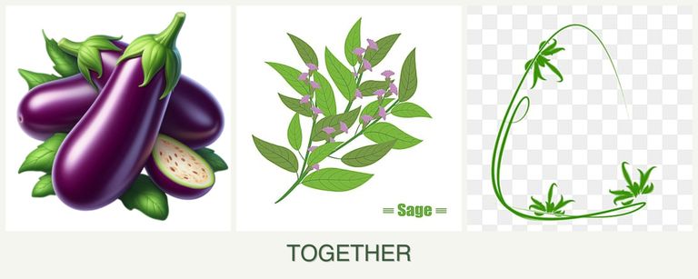 Can you plant eggplant, sage and tarragon together?