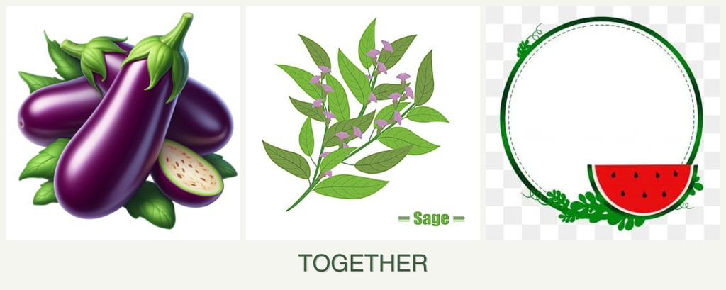 Can you plant eggplant, sage and watermelons together?