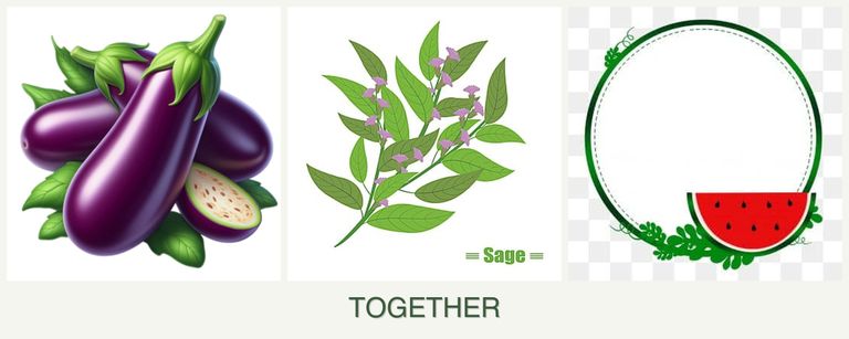 Can you plant eggplant, sage and watermelons together?