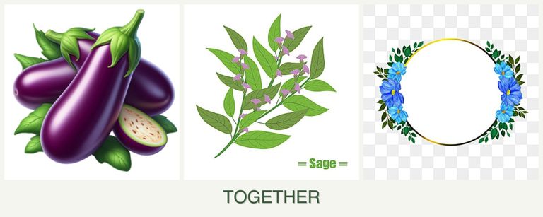 Can you plant eggplant, sage and zinnias together?