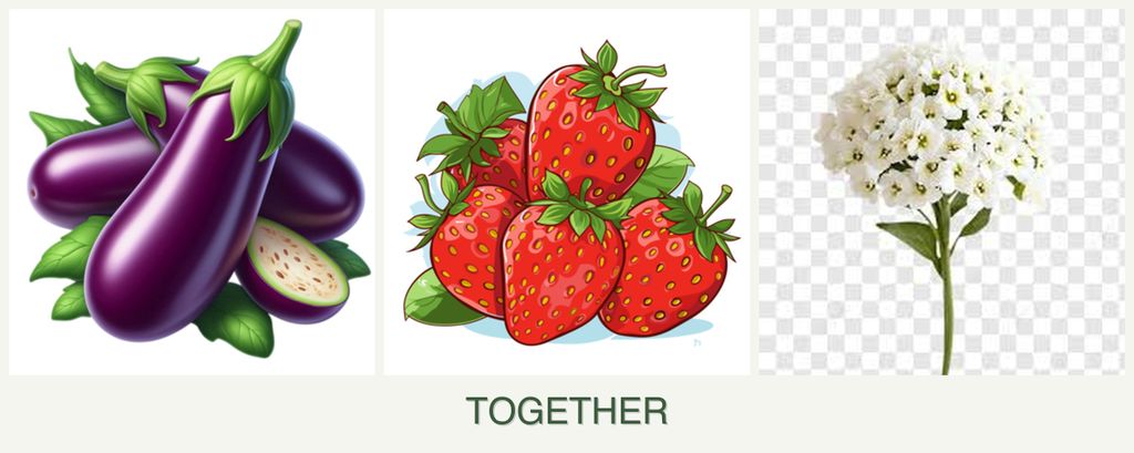 Can you plant eggplant, strawberries and alyssum together?