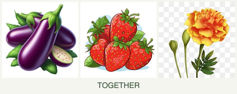 Can you plant eggplant, strawberries and marigolds together?