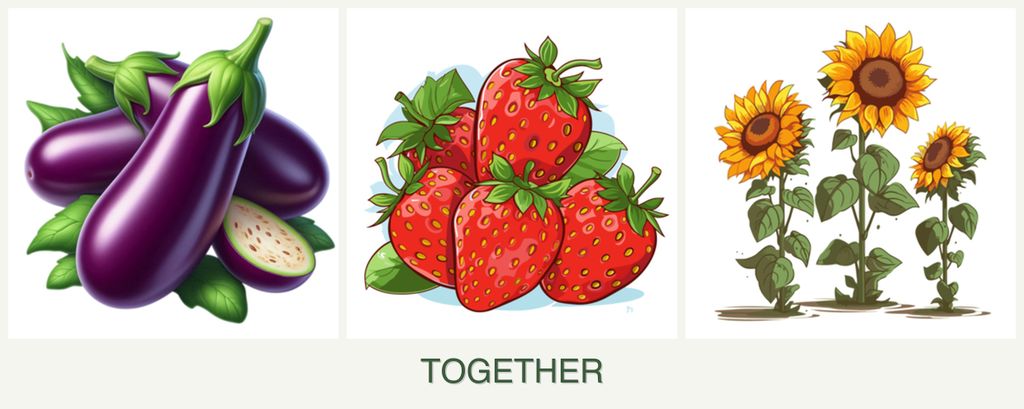 Can you plant eggplant, strawberries and sunflowers together?