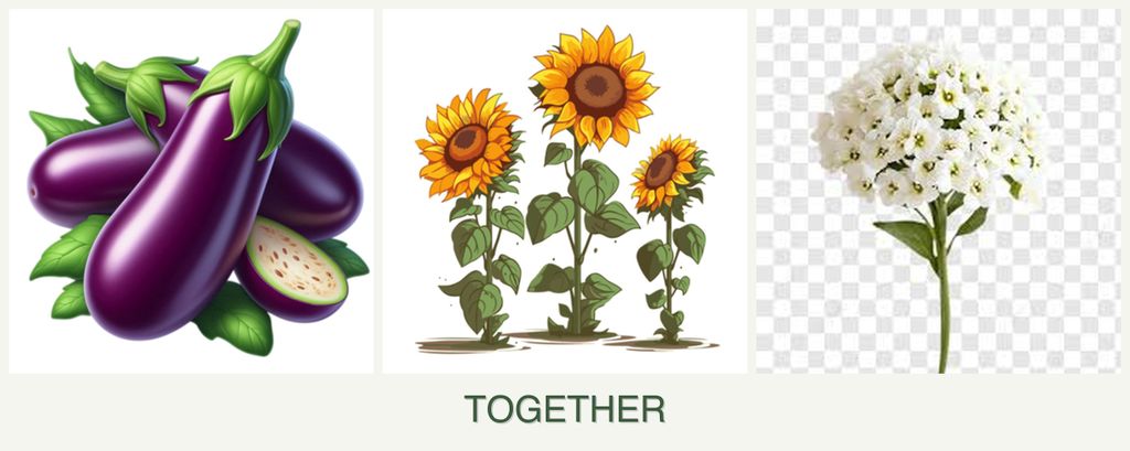 Can you plant eggplant, sunflowers and alyssum together?