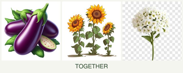 Can you plant eggplant, sunflowers and alyssum together?