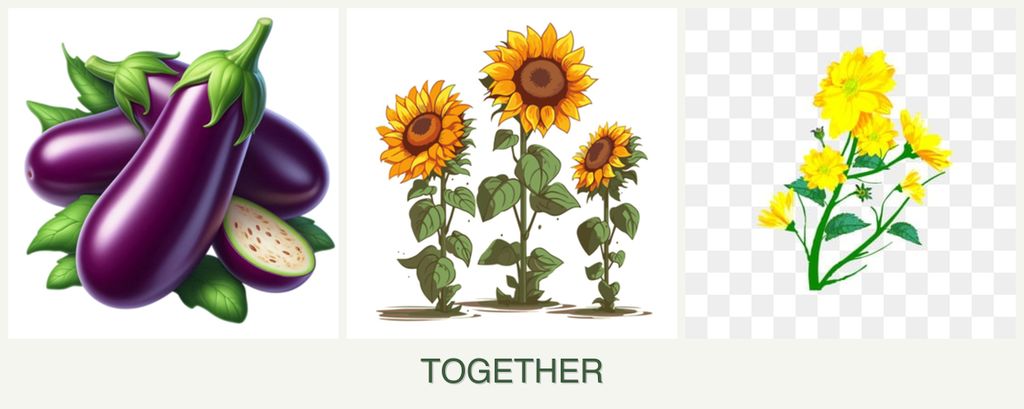Can you plant eggplant, sunflowers and calendula together?