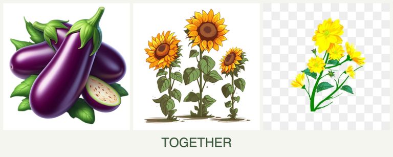 Can you plant eggplant, sunflowers and calendula together?