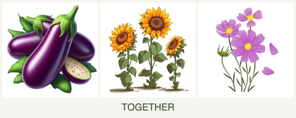 Can you plant eggplant, sunflowers and cosmos together?