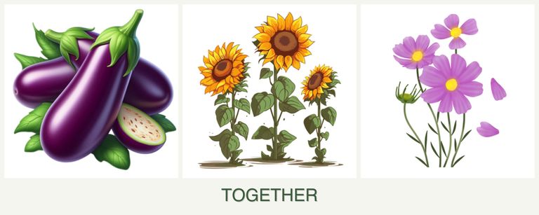 Can you plant eggplant, sunflowers and cosmos together?