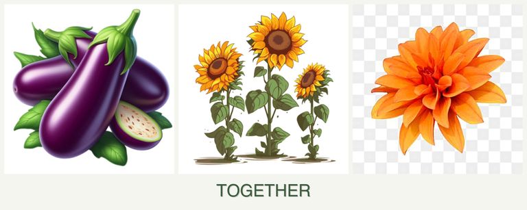Can you plant eggplant, sunflowers and dahlias together?