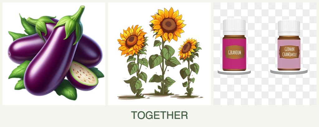 Can you plant eggplant, sunflowers and geraniums together?