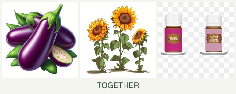 Can you plant eggplant, sunflowers and geraniums together?