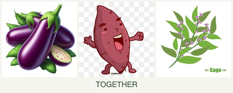 Can you plant eggplant, sweet potatoes and sage together?