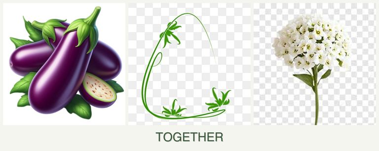 Can you plant eggplant, tarragon and alyssum together?