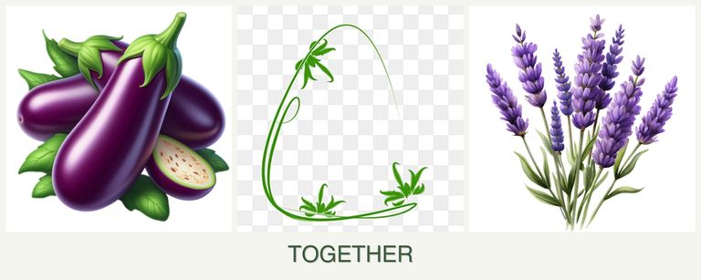 Can you plant eggplant, tarragon and lavender together?