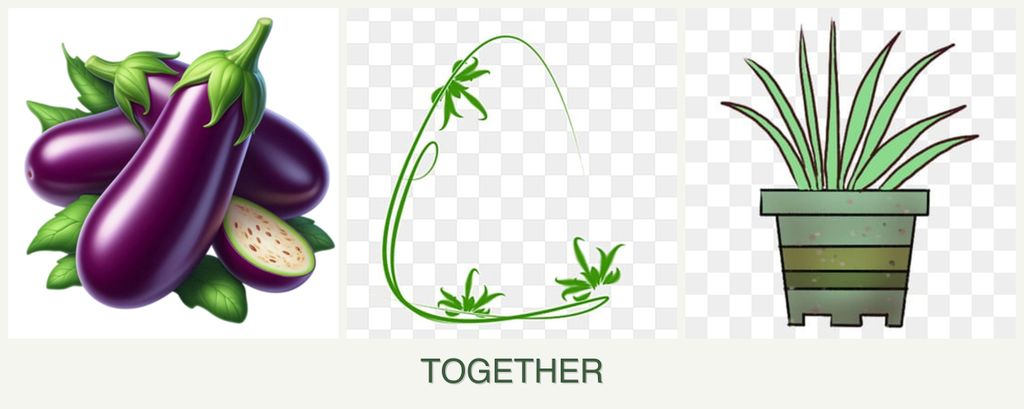 Can you plant eggplant, tarragon and lemongrass together?