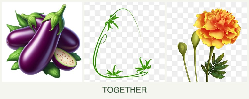 Can you plant eggplant, tarragon and marigolds together?