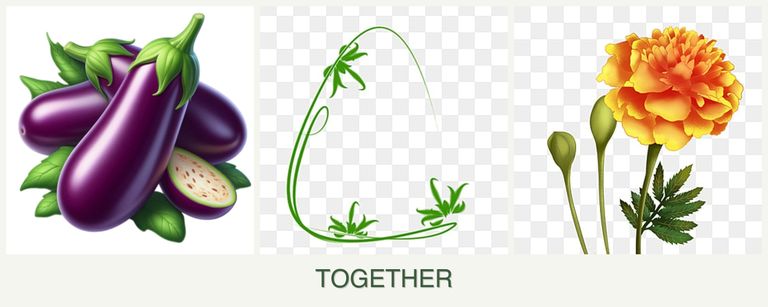 Can you plant eggplant, tarragon and marigolds together?
