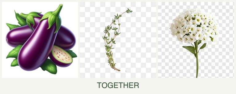 Can you plant eggplant, thyme and alyssum together?